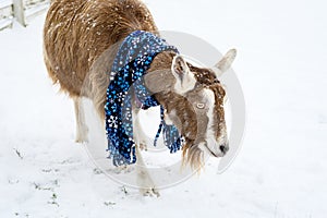 Alpine goat in a blue snowflake scarf walking in a fresh field of snow on a snowy day