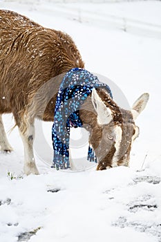 Alpine goat in a blue snowflake scarf walking in a fresh field of snow on a snowy day