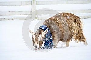 Alpine goat in a blue snowflake scarf walking in a fresh field of snow on a snowy day