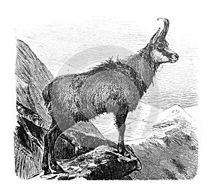 Alpine goat Chamois Capella rupicapra / Antique engraved illustration from Brockhaus Konversations-Lexikon 1908