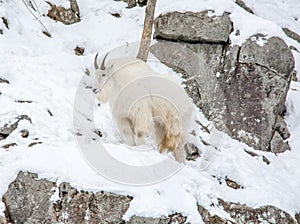 Alpine goat in a snowy hill in the Outaouais