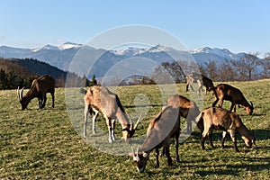 Alpine Goats