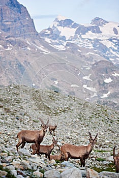 Alpine goats ibex in their natural habitat, high in the rocky mountains