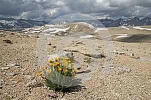 Alpine Gold Wildflower Above Humphreys Basin