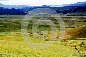 The Alpine Grassland scenery on the Qinghai Tibet Plateau