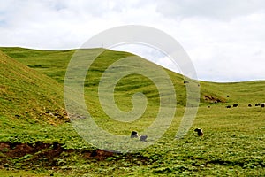 The Alpine Grassland scenery on the Qinghai Tibet Plateau