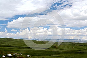 The Alpine Grassland scenery on the Qinghai Tibet Plateau