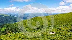 alpine grassy hills. carpathian landscape of ukraine on a sunny summer day