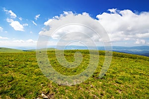 alpine grassy meadow