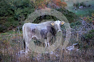 Alpine Gray Cow in a natural environment