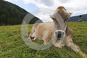 Alpine gray cow. White cow with horns in Dolomites area. Alpine cow. Portrait of a gray beautiful cow