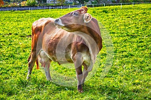 Alpine green fields and cow at meadow near Gosau village at autumn sunny day.