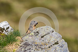 Alpine groundhog Marmota monax standing behind rock in grassla