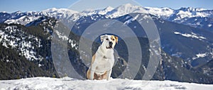 Alpine Guardian: Stoic Dog Amidst the Snowy Peaks
