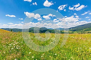 alpine hay fields with wild herbs on rolling hills at high noon. forested mountain