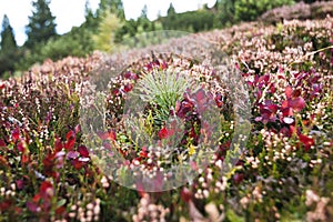 Alpine heath