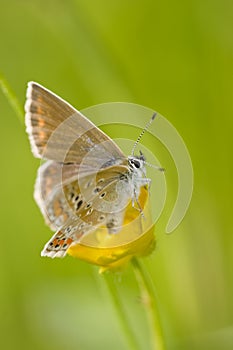 Alpine Heath butterfly