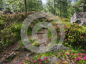 Alpine hiking trail with flowering Alpine rose shrubs