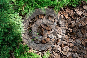 Alpine hill of conifers and shrubs is mulched with bark