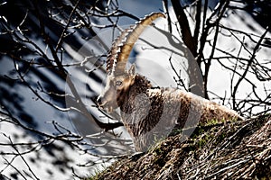 Alpine horned mammal named steinbock or capra ibex in mountain