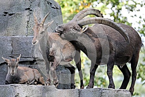 Alpine ibex