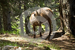 Alpine ibex