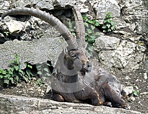 Alpine ibex 12