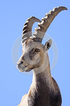 Alpine ibex