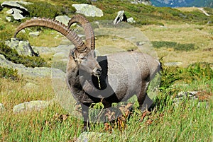 Alpine Ibex photo