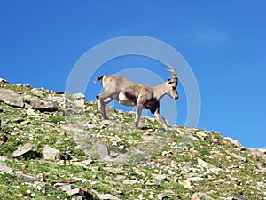 Alpine ibex