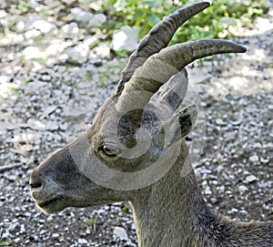 Alpine ibex 3