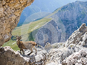 Alpine ibex