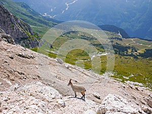 Alpine ibex