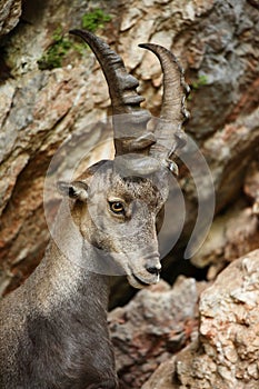 Alpine Ibex