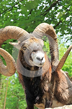 Alpine Ibex