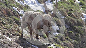 Alpine ibex