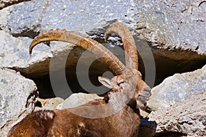 Alpine ibex