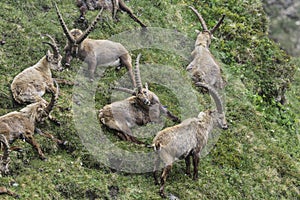 Alpine ibex