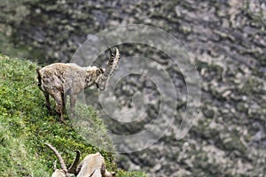 Alpine ibex