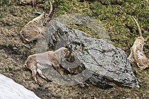 Alpine ibex