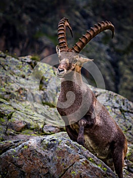 Alpine ibex.