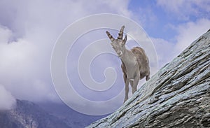 Alpine Ibex