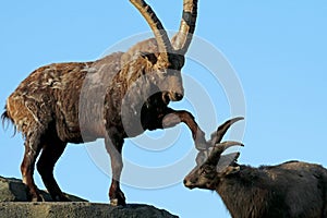 Alpine ibex