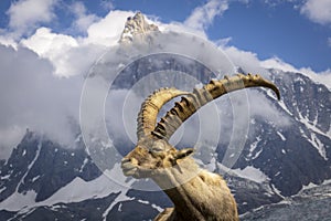 Alpine ibex on the background of the Aiguille du Midi. Alps