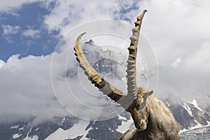 Alpine ibex on a background of Aiguille du Midi. French Alps.