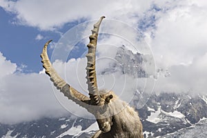 Alpine ibex on a background of Aiguille du Midi. French Alps.