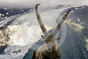 Alpine ibex on the background of a glacier in the Mont Blanc mas