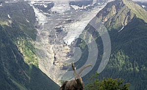 Alpine ibex on the background of a glacier in the Mont Blanc mas