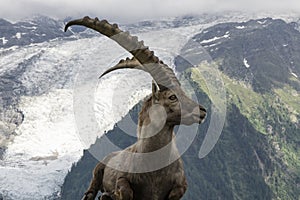 Alpine ibex on a background of mountains.