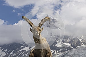 Alpine ibex on a background of mountains.